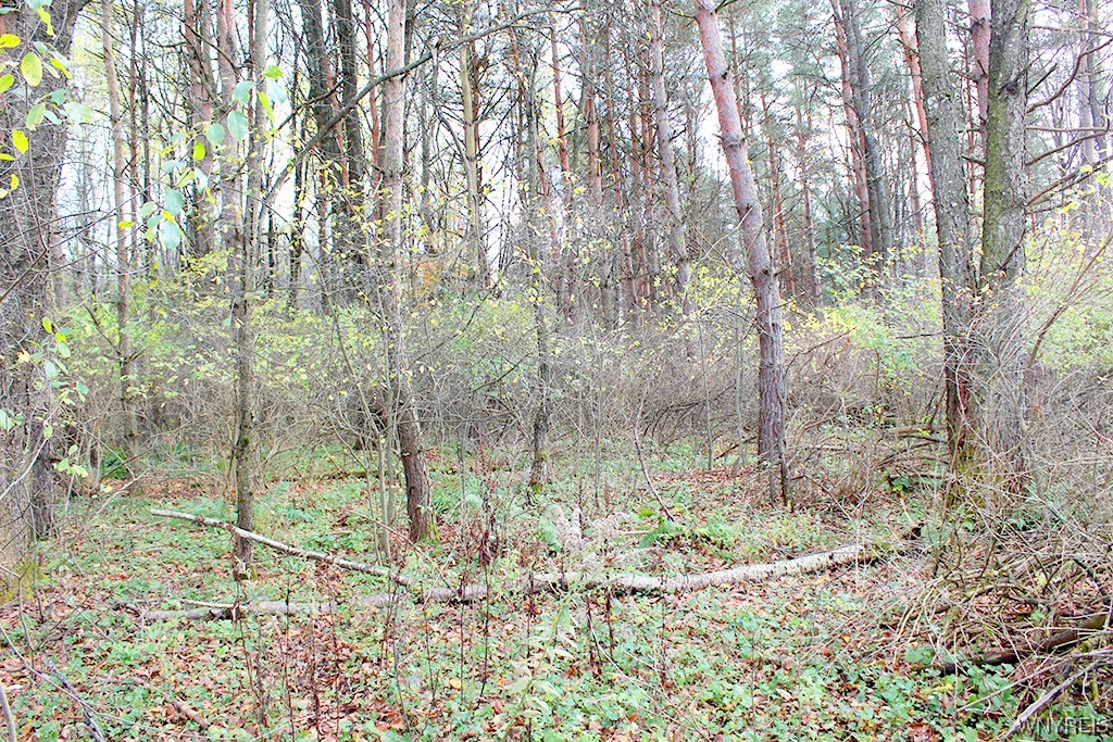 photo 2 : VL North Street Lot #1, Concord NY 14141