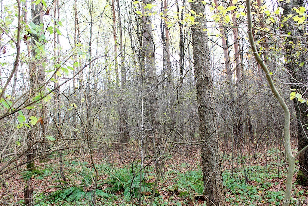 photo 3 : VL North Street Lot #1, Concord NY 14141