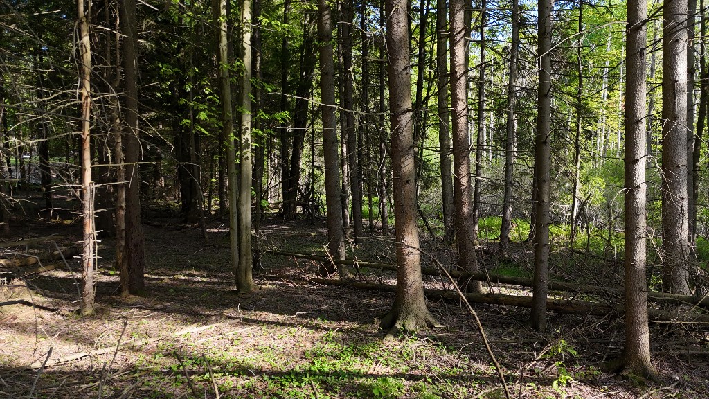 photo 1Bsd5g: 0 Miller Avenue, Sardinia NY 14030