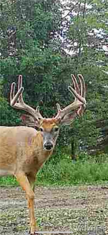 photo undefined: VL Clinton Street, Elma NY 14059